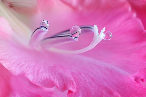 Art of Macro Photography