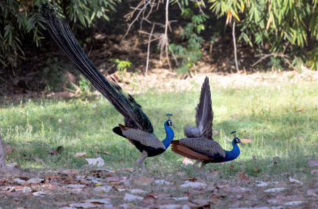Symphony in Blue and Bronze