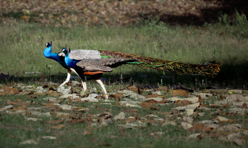 The Duet of Elegance