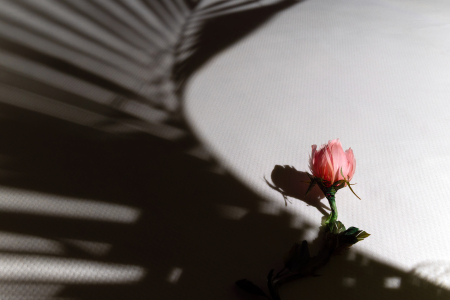 Blossom under Nature's Gaze