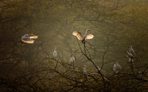 Graceful Wings and Silent Perches