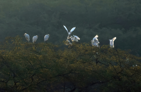 Avian Ballet at Dusk
