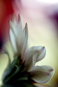 Ethereal Bloom