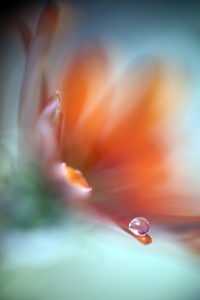 Whispers on a Petal