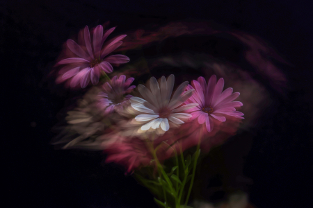 Floral Choreography: Act II - The Anchor