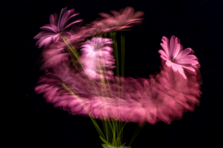 Floral Choreography: Act III - The Sweep