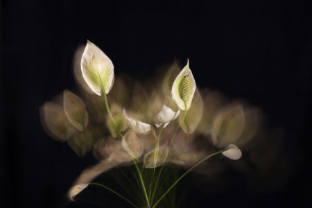 Echoes of Serenity